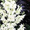 Yucca filamentosa, flowers