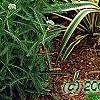 Yucca filamentosa 'Bright Edge', habit