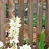 Yucca filamentosa 'Bright Edge', habit