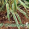 Yucca filamentosa 'Bright Edge', habit