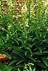 Yucca filamentosa 'Bright Edge', habit