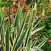 Yucca filamentosa 'Bright Edge', habit