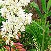 Yucca filamentosa 'Bright Edge', habit