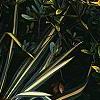 Yucca filamentosa 'Color Guard', habit