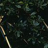 Yucca filamentosa 'Color Guard', habit