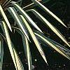 Yucca filamentosa 'Color Guard', habit