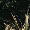 Yucca filamentosa 'Color Guard', habit