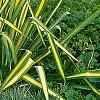 Yucca filamentosa 'Golden Sword', habit