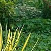 Yucca filamentosa 'Golden Sword', habit