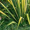 Yucca filamentosa 'Golden Sword', habit