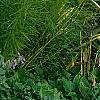 Yucca filamentosa 'Golden Sword', habit