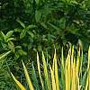 Yucca filamentosa 'Golden Sword', habit