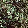 Yucca filamentosa 'Variegata', habit