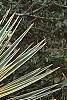 Yucca filamentosa 'Variegata', habit