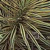 Yucca filamentosa 'Variegata', habit