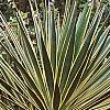 Yucca filamentosa 'Variegata', habit