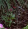 Delosperma floribunda 'Starburst', habit