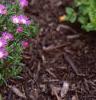 Delosperma floribunda 'Starburst', habit