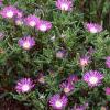Delosperma floribunda 'Starburst', habit