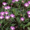 Delosperma floribunda 'Starburst', habit