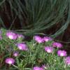Delosperma floribunda 'Starburst', habit