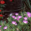 Delosperma floribunda 'Starburst', habit