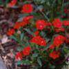 Delosperma floribunda 'Starburst', habit
