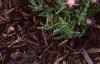 Delosperma floribunda 'Starburst', habit