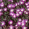 Delosperma floribunda 'Starburst', habit