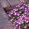Delosperma floribunda 'Starburst', habit