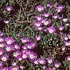 Delosperma floribunda 'Starburst', habit
