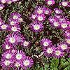 Delosperma floribunda 'Starburst', habit