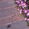 Delosperma floribunda 'Starburst', habit