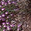 Delosperma floribunda 'Starburst', habit