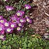 Delosperma floribunda 'Starburst', habit