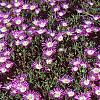 Delosperma floribunda 'Starburst', habit