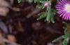 Delosperma floribunda 'Starburst', flowers