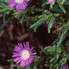 Delosperma floribunda 'Starburst', flowers