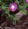 Delosperma floribunda 'Starburst', flowers