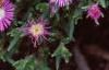 Delosperma floribunda 'Starburst', flowers