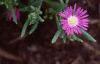 Delosperma floribunda 'Starburst', flowers