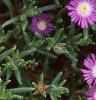 Delosperma floribunda 'Starburst', flowers