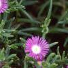 Delosperma floribunda 'Starburst', flowers
