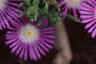 Delosperma floribunda 'Starburst', flowers