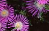 Delosperma floribunda 'Starburst', flowers