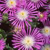 Delosperma floribunda 'Starburst', flowers
