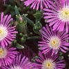 Delosperma floribunda 'Starburst', flowers