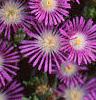 Delosperma floribunda 'Starburst', flowers