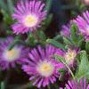 Delosperma floribunda 'Starburst', flowers