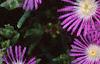 Delosperma floribunda 'Starburst', flowers